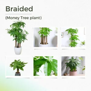 Money Tree Plant, Pachira Plant Tree, Pachira Aquatica Plant Live, 4 to 7 Inc Long, Bonsai House Plants Live Indoor Outdoor
