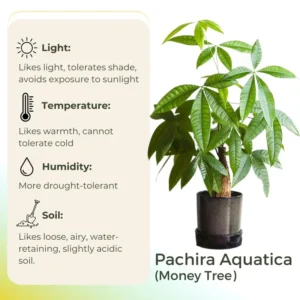 Money Tree Plant, Pachira Plant Tree, Pachira Aquatica Plant Live, 4 to 7 Inc Long, Bonsai House Plants Live Indoor Outdoor