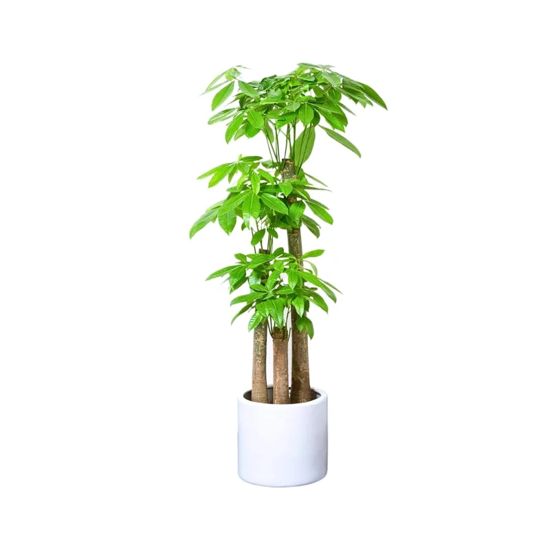 Set 2 Money Tree Plants Live, 5 to 7 Inc Tall, Pachira Aquatica Tree Plants, Indoor Outdoor Growing, Bonsai Tree Plants