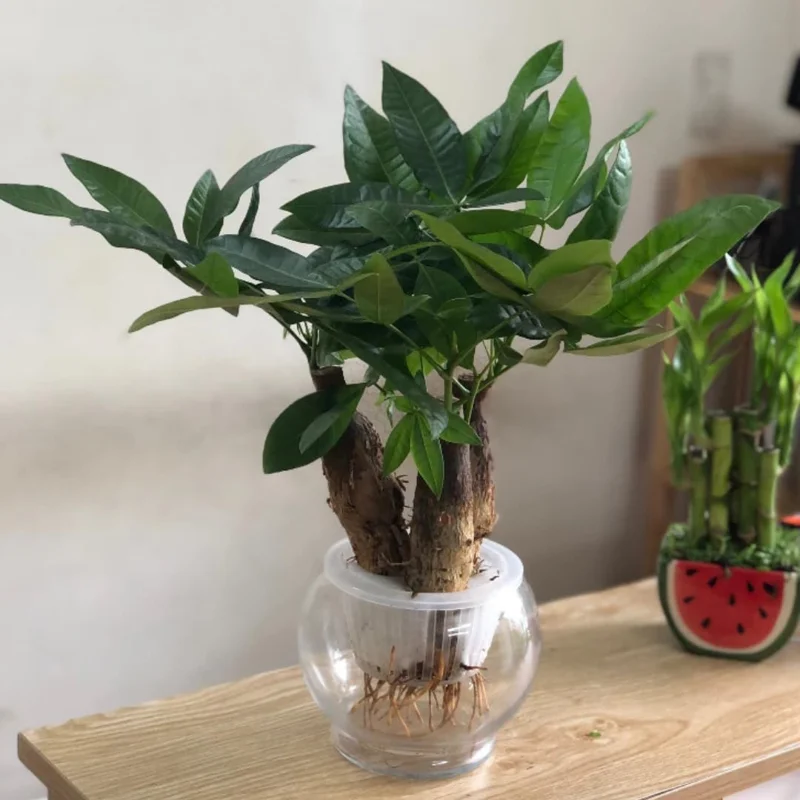 Set 2 Money Tree Plants Live, 5 to 7 Inc Tall, Pachira Aquatica Tree Plants, Indoor Outdoor Growing, Bonsai Tree Plants