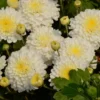 3 White Chrysanthemum Starter Plants, Chrysanthemum Plant Live Plugs Small Plants, Mums Plants, Chrysanthemum Well Rooted Spring Plant