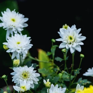 3 White Chrysanthemum Starter Plants, Chrysanthemum Plant Live Plugs Small Plants, Mums Plants, Chrysanthemum Well Rooted Spring Plant