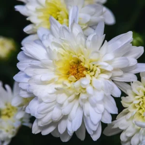 3 White Chrysanthemum Starter Plants, Chrysanthemum Plant Live Plugs Small Plants, Mums Plants, Chrysanthemum Well Rooted Spring Plant