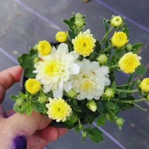 3 White Chrysanthemum Starter Plants, Chrysanthemum Plant Live Plugs Small Plants, Mums Plants, Chrysanthemum Well Rooted Spring Plant