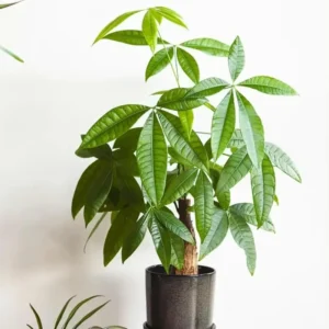 Money Tree Plant, Pachira Plant Tree, Pachira Aquatica Plant Live, 4 to 7 Inc Long, Bonsai House Plants Live Indoor Outdoor