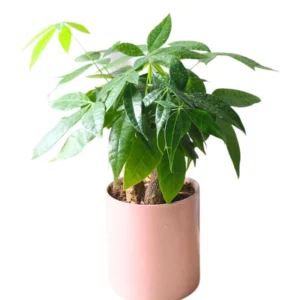 Money Tree Plant, Pachira Plant Tree, Pachira Aquatica Plant Live, 4 to 7 Inc Long, Bonsai House Plants Live Indoor Outdoor