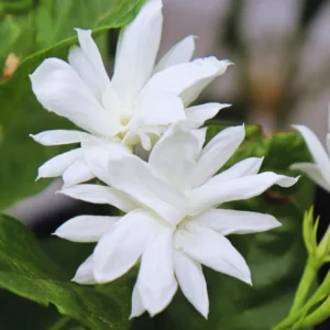 Set 2 Double White Jasmine Plants Live, Jasmine Live Plants, 4 to 6 Inc Tall Well Rooted