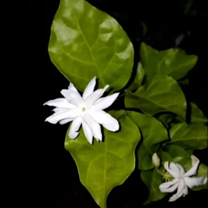 Set 2 Double White Jasmine Plants Live, Jasmine Live Plants, 4 to 6 Inc Tall Well Rooted