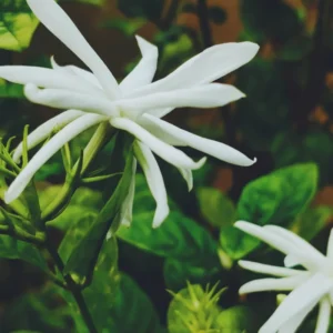 Set 2 Double White Jasmine Plants Live, Jasmine Live Plants, 4 to 6 Inc Tall Well Rooted
