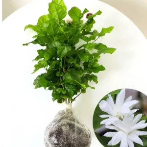 Set 2 Double White Jasmine Plants Live, Jasmine Live Plants, 4 to 6 Inc Tall Well Rooted