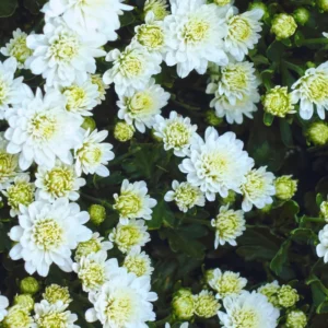 2 Chrysanthemum Flower Live Plants, 4 to 6'' in Height, White Flowers, Chrysanthemum Plant Live Plugs for Gardening Indoors Outdoors, Mums Plant Live