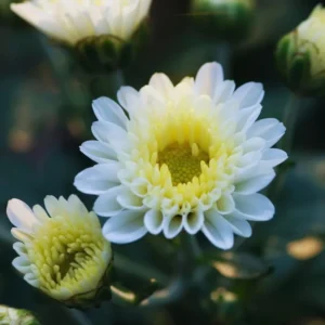 2 Chrysanthemum Flower Live Plants, 4 to 6'' in Height, White Flowers, Chrysanthemum Plant Live Plugs for Gardening Indoors Outdoors, Mums Plant Live