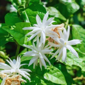 White Jasmine Live Plants, 3 Double White Jasmine Plants Live, From 4 Inches to 6 Inches Tall Seedling, Double White Flower Plants