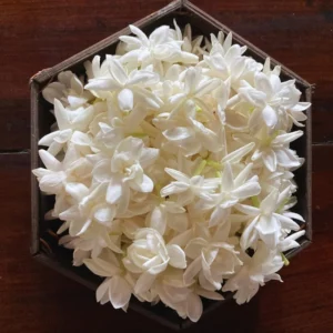 White Jasmine Live Plants, 3 Double White Jasmine Plants Live, From 4 Inches to 6 Inches Tall Seedling, Double White Flower Plants