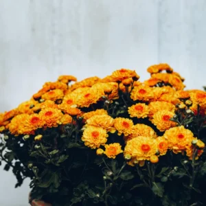 2 Chrysanthemum Flower Live Plants, 4 to 6'' Tall, Orange Flowers, Chrysanthemum Plant Live Plugs for Gardening Indoors Outdoors, Mums Plant Live