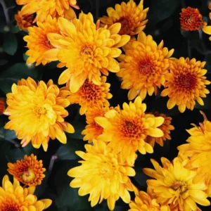 2 Chrysanthemum Flower Live Plants, 4 to 6'' Tall, Orange Flowers, Chrysanthemum Plant Live Plugs for Gardening Indoors Outdoors, Mums Plant Live