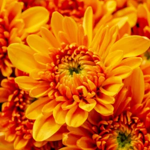2 Chrysanthemum Flower Live Plants, 4 to 6'' Tall, Orange Flowers, Chrysanthemum Plant Live Plugs for Gardening Indoors Outdoors, Mums Plant Live
