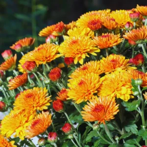 2 Chrysanthemum Flower Live Plants, 4 to 6'' Tall, Orange Flowers, Chrysanthemum Plant Live Plugs for Gardening Indoors Outdoors, Mums Plant Live