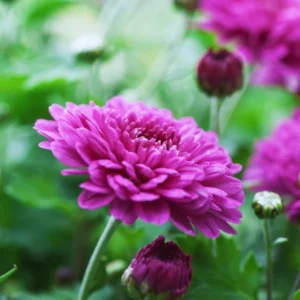 2 Chrysanthemum Flower Live Plants, 4 to 6'' Tall, Purple Flowers, Chrysanthemum Plant Live Plugs, Mums Plant Live