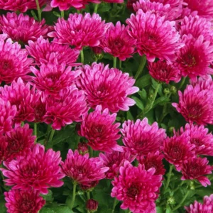 2 Chrysanthemum Flower Live Plants, 4 to 6'' Tall, Purple Flowers, Chrysanthemum Plant Live Plugs, Mums Plant Live