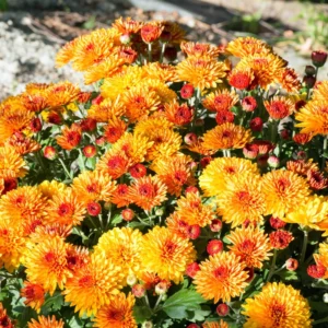 3 Orange Chrysanthemum Starter Plants, Chrysanthemum Plant Live Plugs Small Plants, Mums Plants, Chrysanthemum Well Rooted Spring Plant