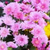2 Chrysanthemum Flower Live Plants, 4 to 6'' Tall, Pink Flowers, Mums Plants Live Chrysanthemum Plant Live Plugs for Growing