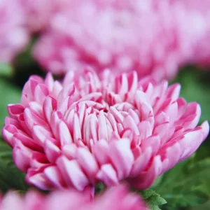 2 Chrysanthemum Flower Live Plants, 4 to 6'' Tall, Pink Flowers, Mums Plants Live Chrysanthemum Plant Live Plugs for Growing