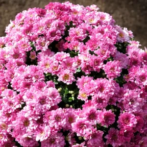 2 Chrysanthemum Flower Live Plants, 4 to 6'' Tall, Pink Flowers, Mums Plants Live Chrysanthemum Plant Live Plugs for Growing