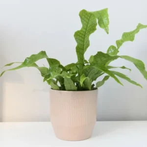 2 Plants, Crocodile Fern Live Plants Are 4 to 7 Inc Tall Seedling, Fern Plants Live, Live Fern Plant Ground Cover Plants