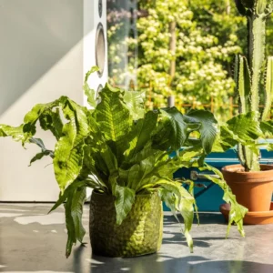 2 Plants, Crocodile Fern Live Plants Are 4 to 7 Inc Tall Seedling, Fern Plants Live, Live Fern Plant Ground Cover Plants