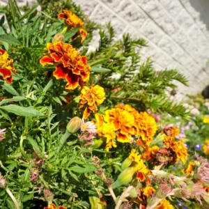 Marigold Plants Live, Set 2 Plants, 4 to 6 Inc Tall, Mixed Colors Marigold Live Plants, Easy to Plant