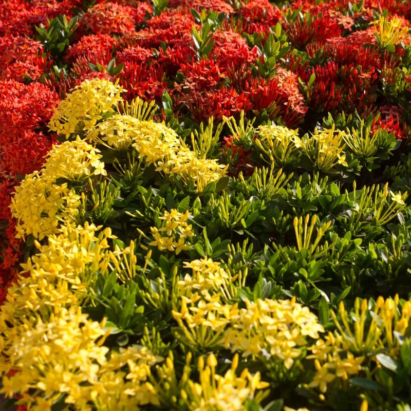 2 Yellow Ixora Plants Live, 4 to 6 Inc Tall, Ixora Flower Plants Live for Garden