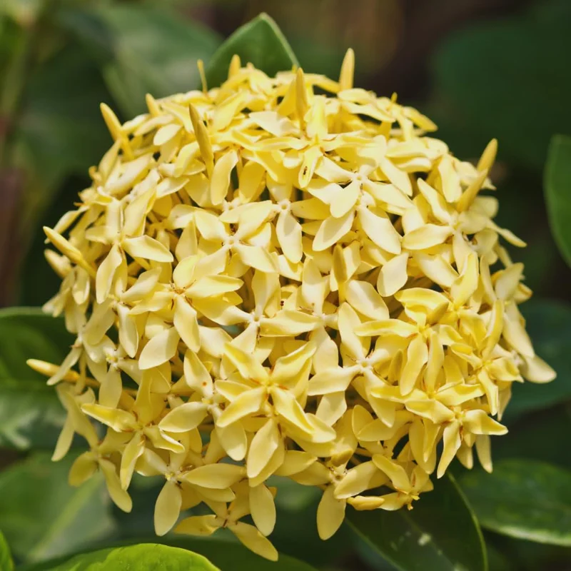 2 Yellow Ixora Plants Live, 4 to 6 Inc Tall, Ixora Flower Plants Live for Garden