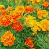 Packs 4, Live Marigold Plants, Assorted Marigold Live Plants, Fragrant Flower Plant Well Rooted, No Potted