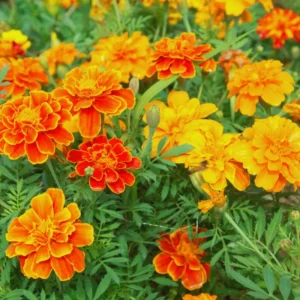 Packs 4, Live Marigold Plants, Assorted Marigold Live Plants, Fragrant Flower Plant Well Rooted, No Potted