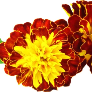 Packs 4, Live Marigold Plants, Assorted Marigold Live Plants, Fragrant Flower Plant Well Rooted, No Potted