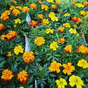 Packs 4, Live Marigold Plants, Assorted Marigold Live Plants, Fragrant Flower Plant Well Rooted, No Potted