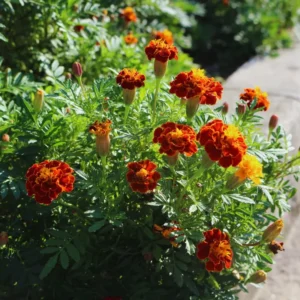 Packs 4, Live Marigold Plants, Assorted Marigold Live Plants, Fragrant Flower Plant Well Rooted, No Potted
