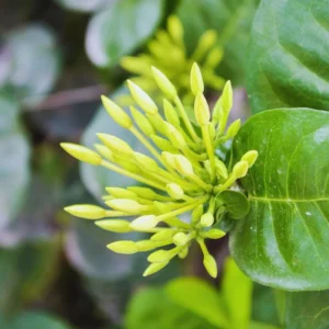 3 Plants of Dwaft Yellow Ixora Live Plants, 3 to 6 Inches Tall Size Plant, Ixora Plants Live