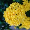 3 Plants of Dwaft Yellow Ixora Live Plants, 3 to 6 Inches Tall Size Plant, Ixora Plants Live