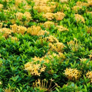 3 Plants of Dwaft Yellow Ixora Live Plants, 3 to 6 Inches Tall Size Plant, Ixora Plants Live