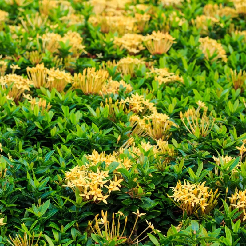 3 Plants of Dwaft Yellow Ixora Live Plants, 3 to 6 Inches Tall Size Plant, Ixora Plants Live
