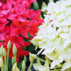 3 Mix Ixora Plants Live, 4 to 6 Inc Tall, Live Ixora Plants, Ixora Flower Plants