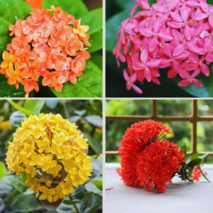 3 Mix Ixora Plants Live, 4 to 6 Inc Tall, Live Ixora Plants, Ixora Flower Plants
