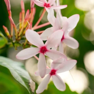 3 Mix Ixora Plants Live, 4 to 6 Inc Tall, Live Ixora Plants, Ixora Flower Plants