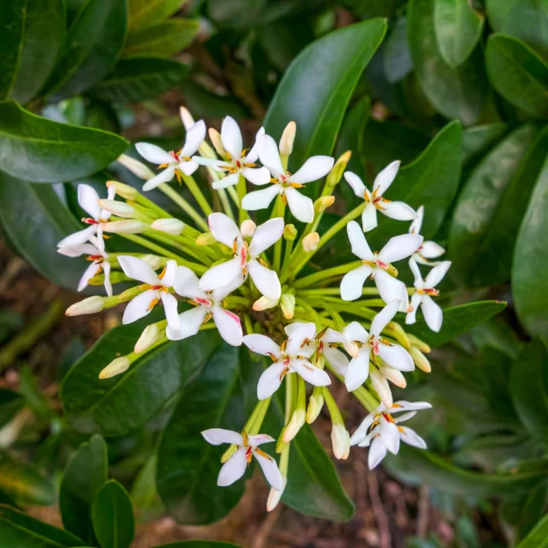 3 Plants of Mixed Ixora Live Plants, 3 to 6 Inches Tall Size Plant, Ixora Plants Live