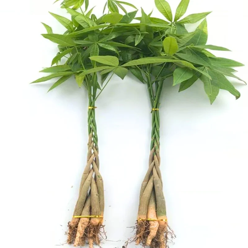 Green Money Tree Plant Pot, Size Plant 4 to 6 Inc, Live Braided Money Plant House Plant Live