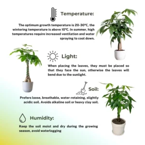 Green Money Tree Plant Pot, Size Plant 4 to 6 Inc, Live Braided Money Plant House Plant Live