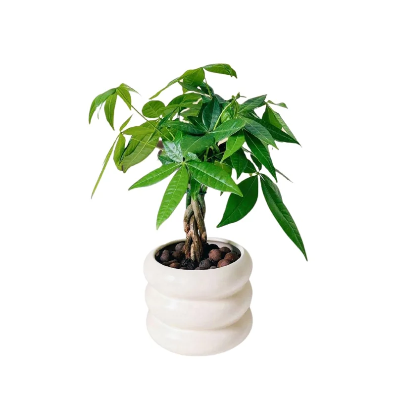 Green Money Tree Plant Pot, Size Plant 4 to 6 Inc, Live Braided Money Plant House Plant Live