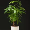 Pack 2 of Money Plant Tree, 4 to 6 Inc Tall Size Plant, Live Money Tree Plant Pot for Growing House Plant Live